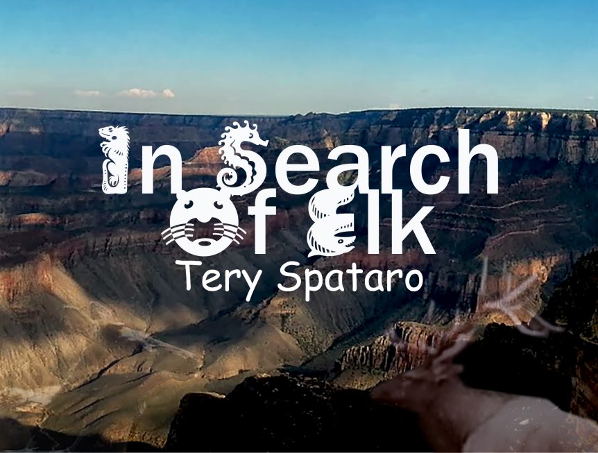 In Search of Elk by Tery Spataro