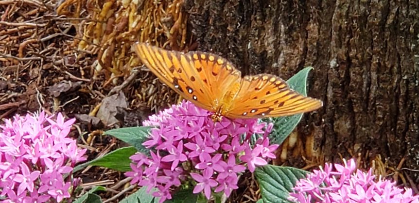 Tery Spataro Butterfly Garden